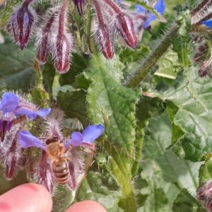 The Good Oil on Borage Oil.