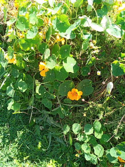 Nasturtium