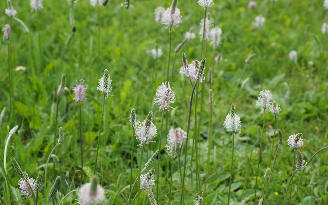 Weeds in your garden that are good for you – Plaintain